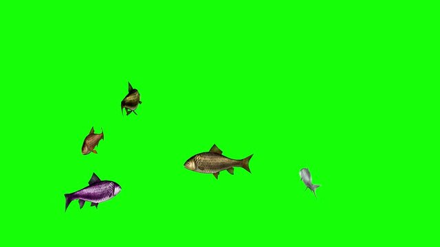 3d animation of different fish species  swimming together on a green screen background