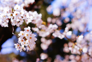 満開に咲いた名古屋鶴舞公園の桜