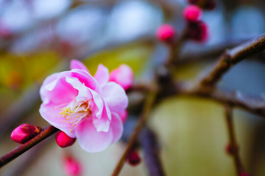 愛知県名古屋市天白区にある名古屋市農業センターの梅の花