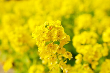 愛知県名古屋市天白区の名古屋市農業センターの菜の花畑