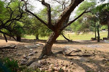 Deep Natural Autumn forest/Jungle In India Big Trees And Tree Branches