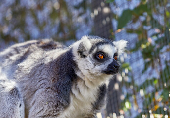 Ring-tailed Lemur looking out in the distance
