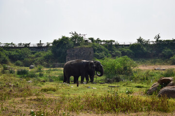 Fototapeta premium Standing Elephants Feeding in Jungle/Zoo Park,wildlife Stock Photo