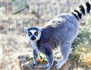 Ring-tailed Lemur standing on a log