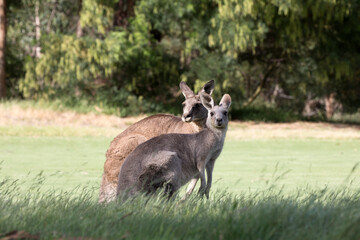 Male and Female Eastern Grey Kangaroos (Macropus giganteus).