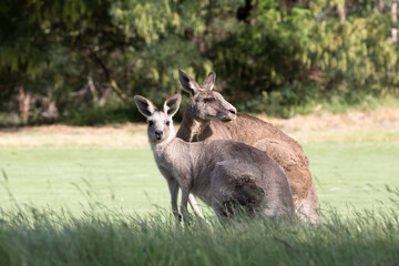 Naklejka na ściany i meble Male and Female Eastern Grey Kangaroos (Macropus giganteus).