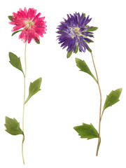 Pressed and dried flowers aster (Michaelmas daisy) on stem with green leaves.  Isolated on white...