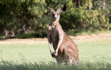 Naklejka na ściany i meble A male Eastern Grey Kangaroo (Macropus giganteus).