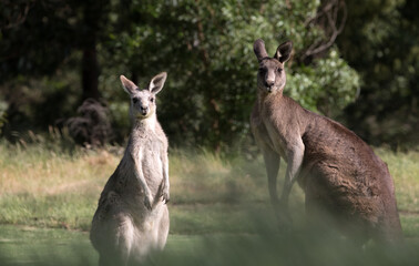 Male and Female Eastern Grey Kangaroos (Macropus giganteus).