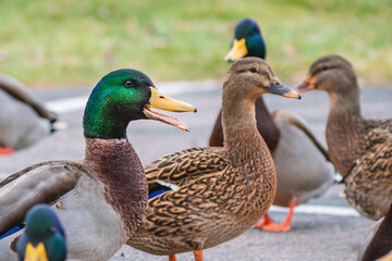 Detail portrait of male mallard duck enjoying a sunny day