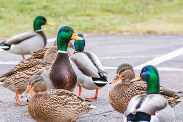 Detail portrait of male mallard duck enjoying a sunny day