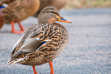 Detail portrait of a female mallard duck enjoying a sunny day