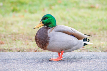 Detail portrait of male mallard duck enjoying a sunny day