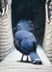 pigeon