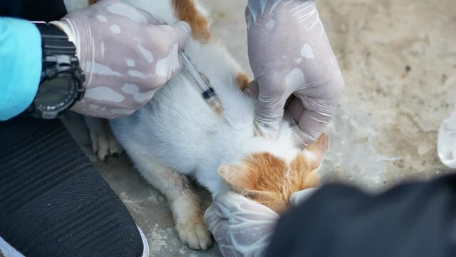 A veterinarian in white gloves vaccinates a homeless white sick cat in outdoors. Pet treatment