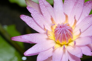 Fototapeta na wymiar Close up detail pink water lily flower petal with droplet when blooming in the morning