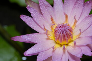 Close up detail pink water lily flower petal with droplet when blooming in the morning