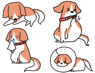 アレルギーもちの小型犬4種（茶白色）