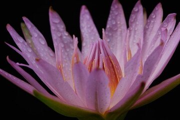 Fototapeta premium Close up detail blooming pink water lily flower with stem, isolated on black background