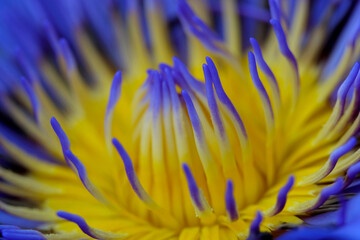 Close up blue yellow water lily flower petal when blooming