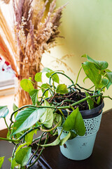 Tropical 'Philodendron Scandens' house plant