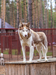 Siberian husky dog lying on a wooden house. The dog is lying, bored.