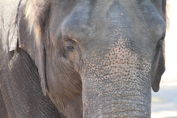 Fototapeta premium close up of an elephant