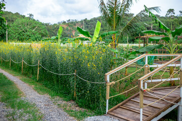 The close background of the green rice fields, the seedlings that are growing, are seen in rural areas as the main occupation of rice farmers who grow rice for sale or living.