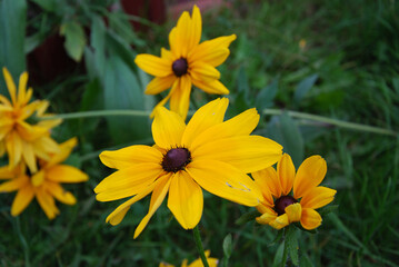 yellow flower in the garden