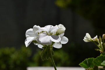 Fototapeta na wymiar flor bonita blanca 