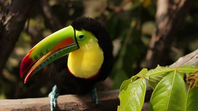TUCAN
