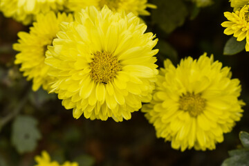 Yellow colored marigold flowers with green leaves in a garden