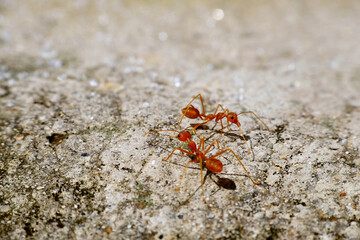 Macro of red ant 