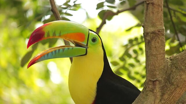 TUCAN