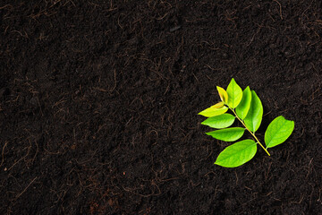 Top view of Green leaves on fresh black soil with mulch for gardening, black land, Concept of global pollution, World Soil Day and Environment conservation