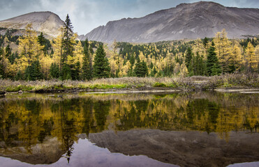 Larch trees reflection on water in fall colours during a hike at Arethusa Cirque in the Canadian Rocky Mountains near Banff Alberta.