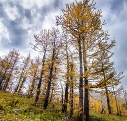 Obraz premium Larch trees in fall colours during a hike at Arethusa Cirque near Banff Alberta.
