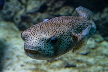 blowfish face
