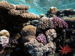 Coral reefs and tropical fish of the Red Sea