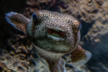 blowfish face © vartzbed