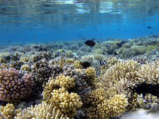 Fototapeta na wymiar Coral reefs and tropical fish of the Red Sea