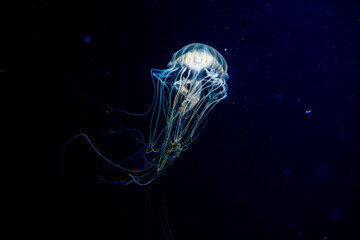 jellyfish in blue deep water