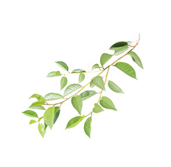 Branch with green leaves