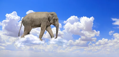 Horizontales Banner mit Elefanten über Wolken © frenta