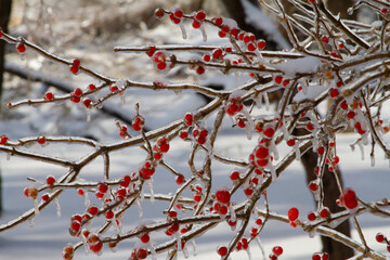 Berry and branches covered by ice after an ice storm.