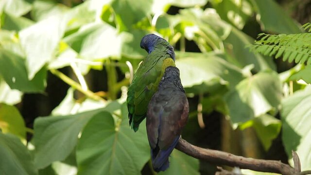 loro