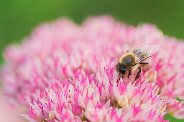 Honey bees collect pollen Spiraea flower. Macro shot.