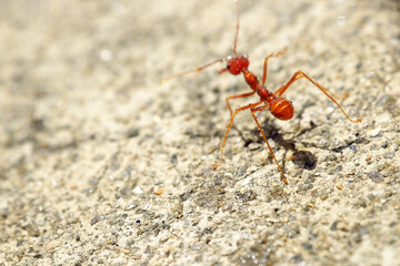 Macro of red fire ant