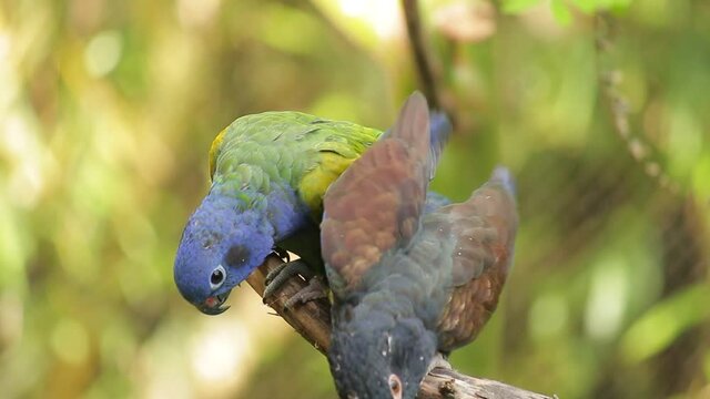loro