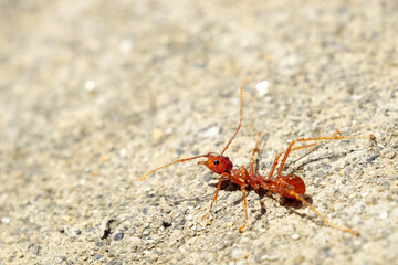 Macro of red fire ant